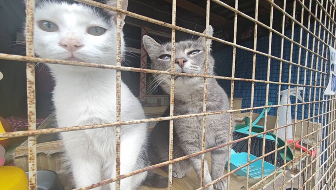 Активисты «Единой России» передали корм приюту для бездомных животных в Москве