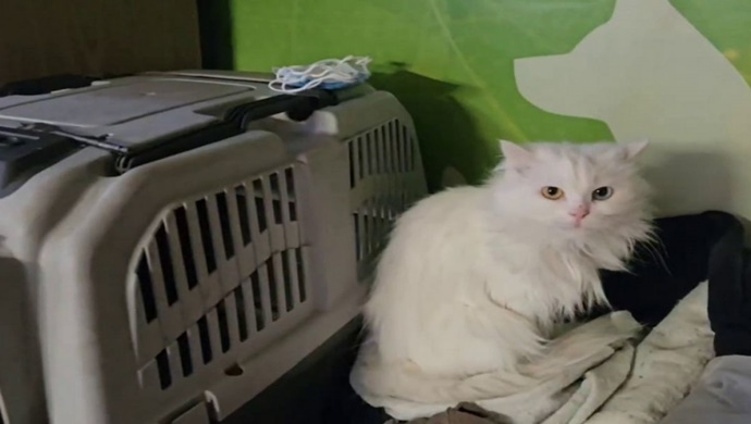 «Единая Россия» передала корма в приют для бездомных животных в Зиме Иркутской области